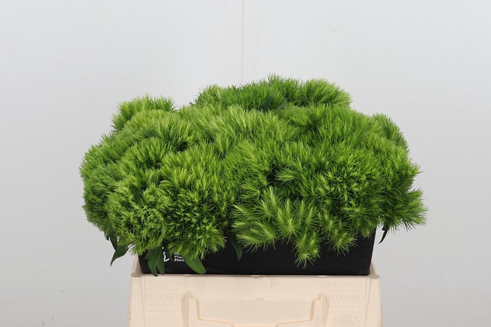 <h4>Di Barb Green Wicky</h4>