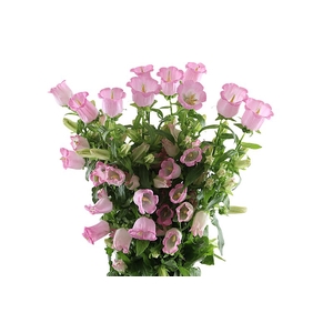 Campanula Champion Pink