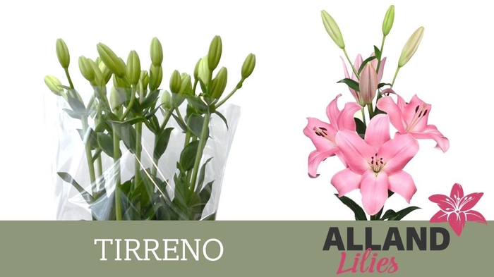 <h4>LI LA TIRRENO</h4>