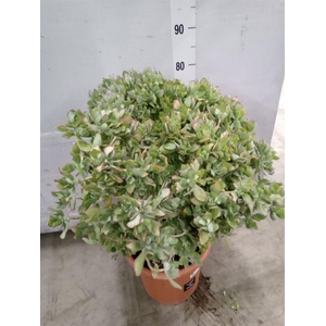 Crassula arborescens