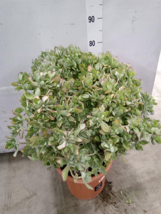 <h4>Crassula arborescens</h4>