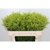 Solidago Tara Gold Buiten