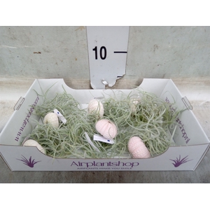 Arr.  Tillandsia L%