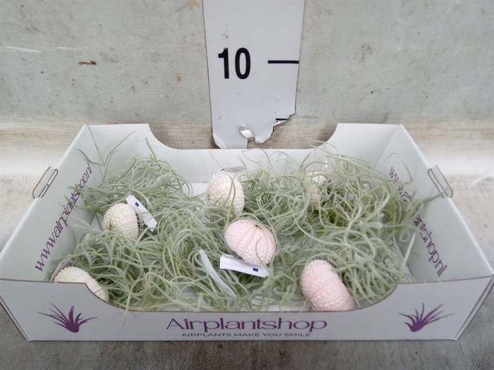 <h4>Arr.  Tillandsia L%</h4>