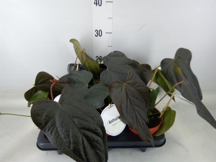 <h4>Anthurium   ...</h4>
