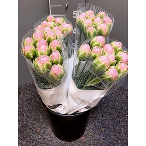 Tulipa Double Strawberry