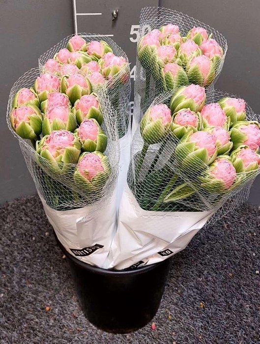 <h4>Tulipa Double Strawberry</h4>