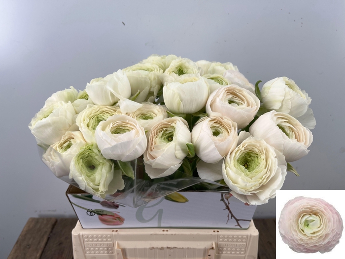 <h4>RAN SU HANOI</h4>