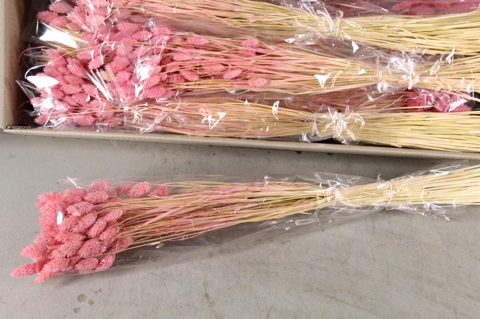 <h4>DF Phalaris Bs Porcellana 100g</h4>