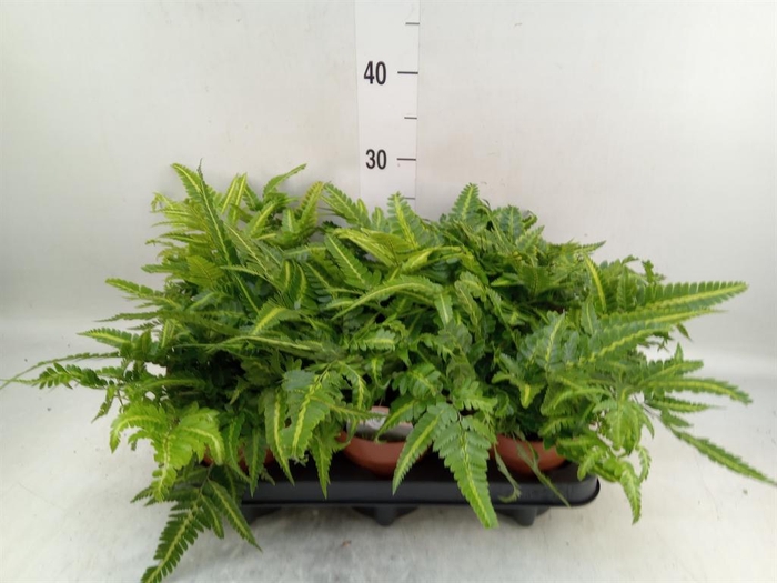 <h4>Arachniodes aristata 'Variegata'</h4>