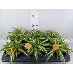 Chlorophytum com. 'Variegatum'