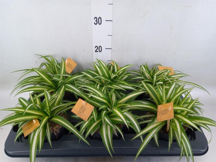 <h4>Chlorophytum com. 'Variegatum'</h4>