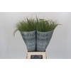 Panicum Fountain