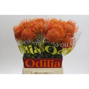 Nutans Ayoba Orange Zest