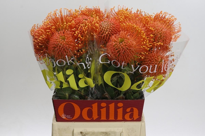 <h4>Nutans Ayoba Orange Zest</h4>