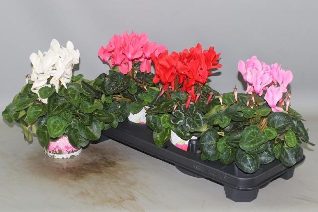 <h4>CYCL GR SUP XL</h4>