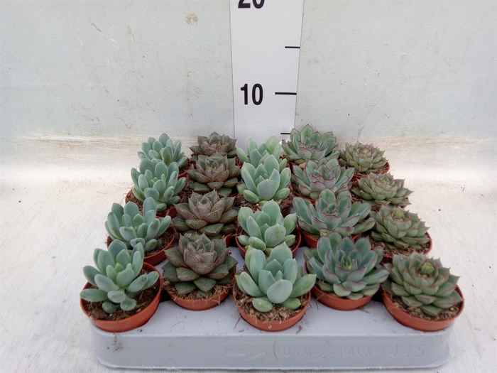 <h4>Echeveria   ...mix</h4>