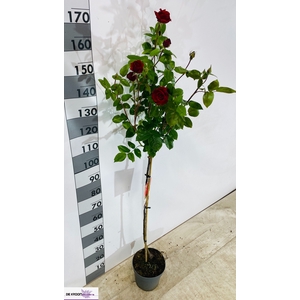 ROSA ST OV