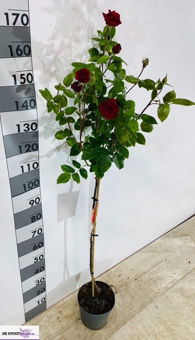 <h4>ROSA ST OV</h4>