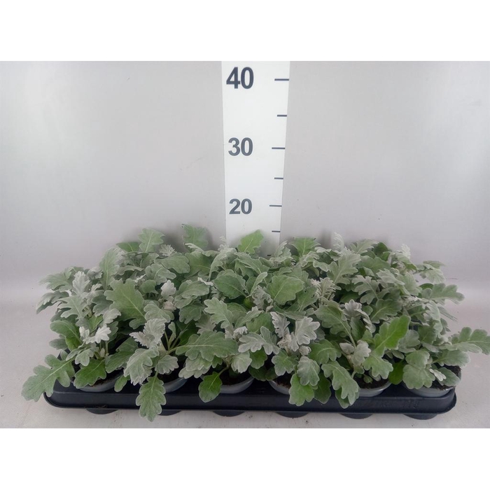 <h4>Jacobaea maritima</h4>