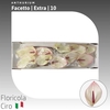 Anthurium Facetto