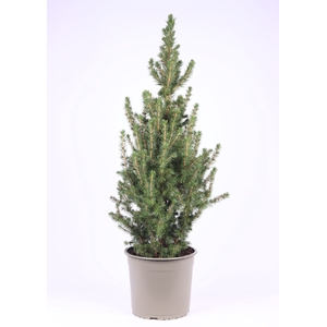 Picea Gl Conica