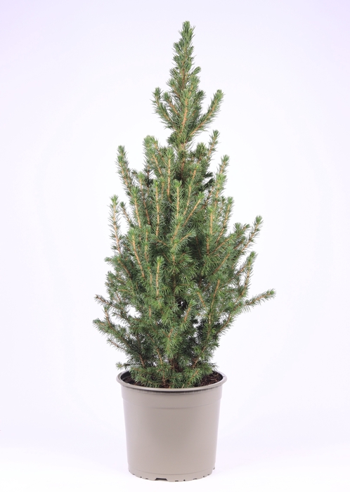 <h4>Picea Gl Conica</h4>