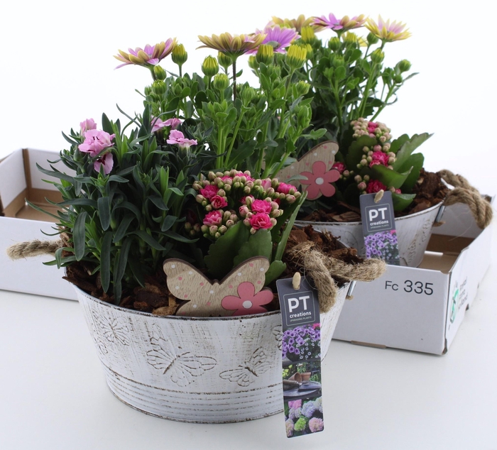 <h4>ARR TUINPLANTEN</h4>