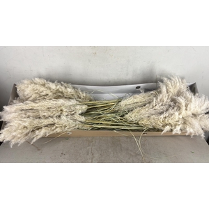 DF Pampas 115cm Hollands