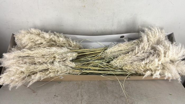 <h4>DF Pampas 115cm Hollands</h4>