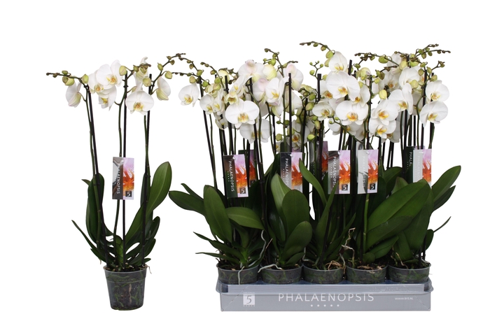 <h4>Phalaenopsis color white, 3-spike 18+</h4>