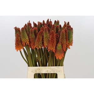 Kniphofia Alcazar