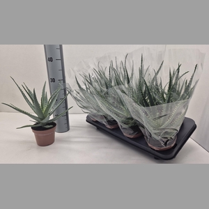 ALOE ARBORESCENS