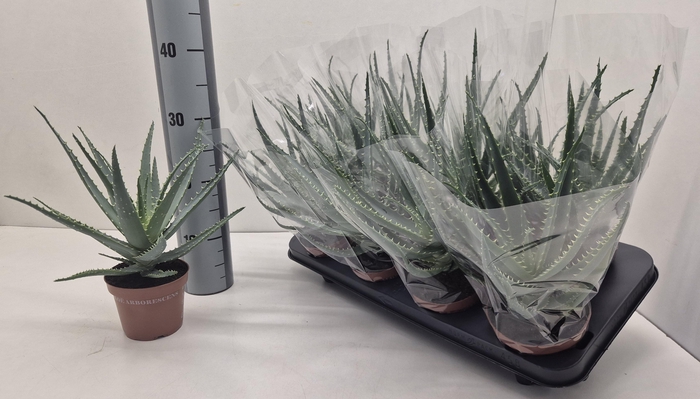<h4>ALOE ARBORESCENS</h4>
