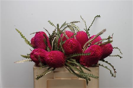 <h4>Banksia Speciosa Cerise</h4>