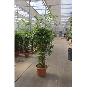 Dracaena Surculosa