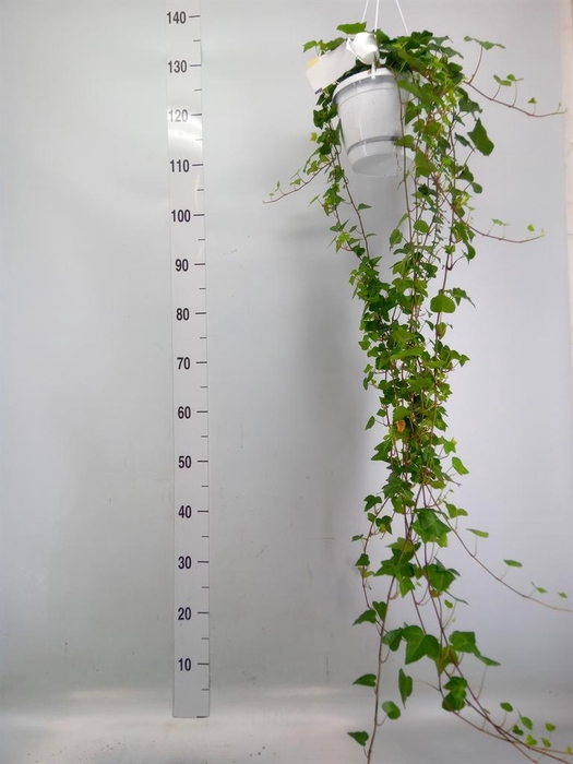 <h4>Hedera helix 'Anna'</h4>