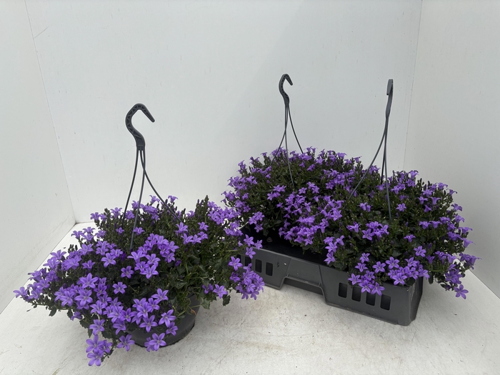 <h4>CAMP POR CATHARINA</h4>