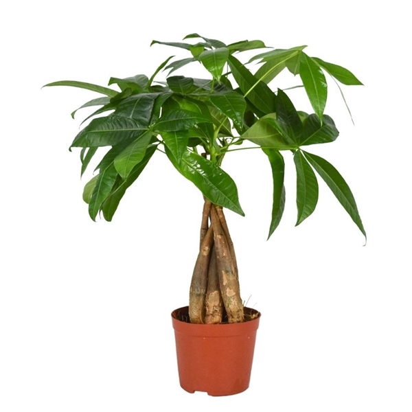 <h4>Pachira aquatica 12 cm gevlochten</h4>