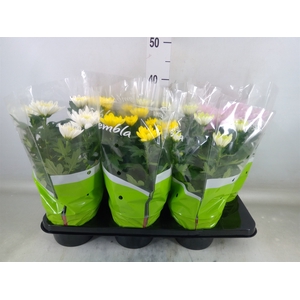 Chrysanthemum  'Zembla'   ..mix