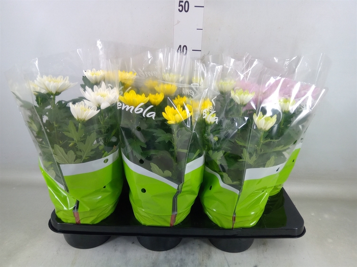 <h4>Chrysanthemum  'Zembla'   ..mix</h4>