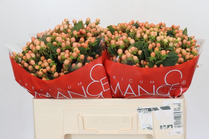 Hypericum Mellow Romance