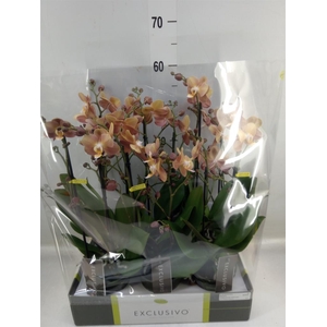 Phalaenopsis multi.   ...orange