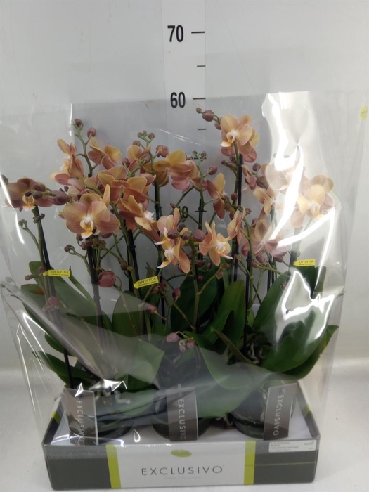 <h4>Phalaenopsis multi. ...orange</h4>