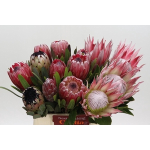 Protea Mix