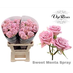 R TR SWEET MENTA