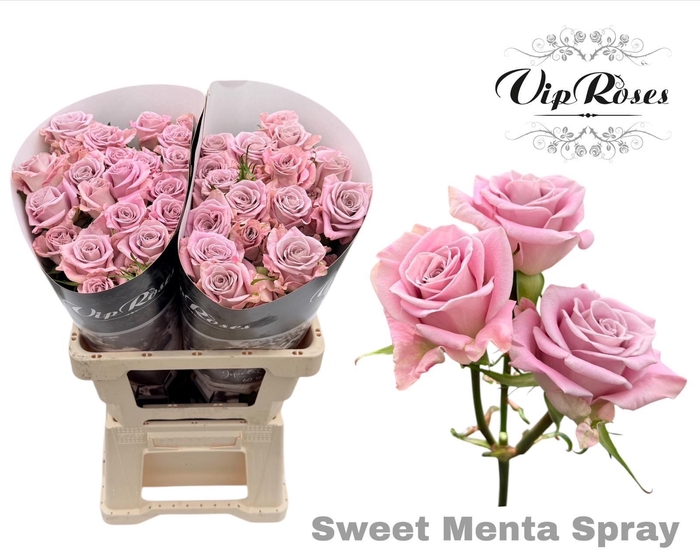 <h4>R TR SWEET MENTA</h4>