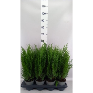Juniperus chinensis 'Stricta'