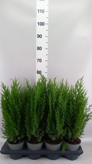 <h4>Juniperus chinensis 'Stricta'</h4>