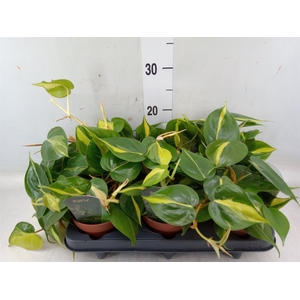 Philodendron scand. 'Brasil'